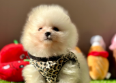 Pomeranian boo ayi Surat safkan yavrularımız